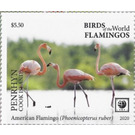 American Flamingo (Phoenicopterus ruber) - Polynesia / Penrhyn 2020