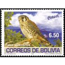 American Kestrel (Falco sparverius) - South America / Bolivia 2019 - 6.50