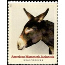 American Mammoth Jackstock - United States of America 2021