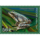 Amur Brown Frog (Rana amurensis) - Russia 2021 - 56