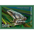 Amur Brown Frog (Rana amurensis) - Russia 2021 - 56