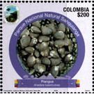 Anadara tuberculosa - South America / Colombia 2021