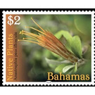 Anastraphia paucifloscula - Caribbean / Bahamas 2019 - 2