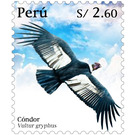 Andean condor (Vultur gryphus) - South America / Peru 2020 - 2.60