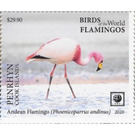 Andean Flamingo (Phoenicoparrus andinus) - Polynesia / Penrhyn 2020