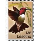 Anna's Hummingbird (Calypte anna) - South Africa / Lesotho 2007 - 6