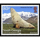 Antaractic Fur Seal : Blond Male - Falkland Islands, Dependencies 2018 - 80