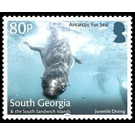 Antaractic Fur Seal : Juvenile Diving - Falkland Islands, Dependencies 2018 - 80