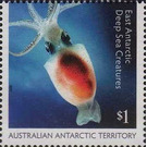 Antarctic Neosquid (Alluroteuthis antarcticus) - Australian Antarctic Territory 2017 - 1