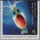 Antarctic Neosquid (Alluroteuthis antarcticus) - Australian Antarctic Territory 2017 - 1