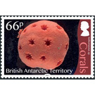 Anthomastus sp. - British Antarctic Territory 2017 - 66