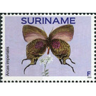 Arcas imperialis - South America / Suriname 2020