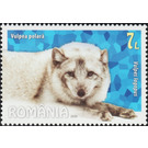 Arctic Fox (Vulpes lagopus) - Romania 2020 - 7