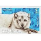 Arctic Fox (Vulpes lagopus) - Romania 2020 - 7
