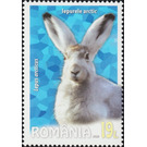 Arctic Hare (Lepus arcticus) - Romania 2020 - 19