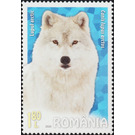 Arctic Wolf (Canis lupus arctos) - Romania 2020 - 1.80
