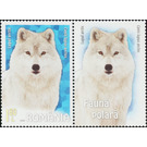 Arctic Wolf (Canis lupus arctos) - Romania 2020 - 1.80