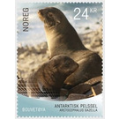 Arctocephalus gazella (The Antarctic fur seal) - Norway 2018 - 24