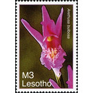 Arethusa bulbosa - South Africa / Lesotho 2007 - 3