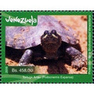 Arrau Turtle (Podocnemis expansa) - South America / Venezuela 2016 - 458