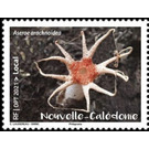 Aseroe arachnoidea - Melanesia / New Caledonia 2021