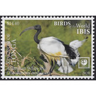 Australian White Ibis (Threskiornis molucca) - Polynesia / Tonga 2020