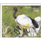 Australian White Ibis (Threskiornis molucca) - Polynesia / Tonga 2020