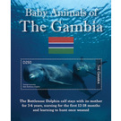 Baby Animals - Dolphin - West Africa / Gambia 2021