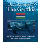 Baby Animals - Dolphin - West Africa / Gambia 2021