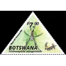 Banded-Legged Golden Orb-Web Spider (Nephila senegalensis) - South Africa / Botswana 2020 - 7