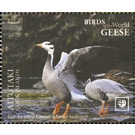 Bar-Headed Goose (Anser indicus) - Aitutaki 2020 - 22.40