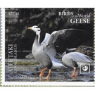 Bar-Headed Goose (Anser indicus) - Aitutaki 2020 - 22.40