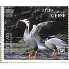 Bar-Headed Goose (Anser indicus) - Aitutaki 2020 - 22.40