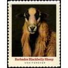 Barbados Blackbelly Sheep - United States of America 2021