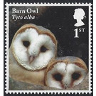 Barn Owl chicks - Tyto alba - United Kingdom 2018