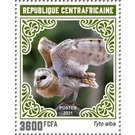 Barn Owl (Tyto alba) - Central Africa / Central African Republic 2021