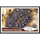 Barn Owl (Tyto alba) - South America / Falkland Islands 2019 - 78