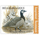 Barnacle Goose (Branta leucopsis) - Belgium 2020