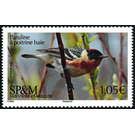 Bay-breasted Warbler (Setophaga castanea) - North America / Saint Pierre and Miquelon 2019 - 1.05