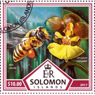 Bees and Orchids - Melanesia / Solomon Islands 2017 - 10