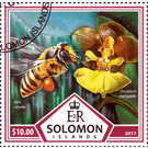 Bees and Orchids - Melanesia / Solomon Islands 2017 - 10