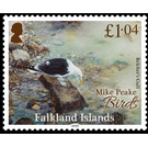 Belcher's Gull (Larus belcheri) - South America / Falkland Islands 2020