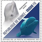 Beluga Whale (Delphinapterus leucas) - West Africa / Guinea 2021