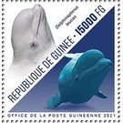 Beluga Whale (Delphinapterus leucas) - West Africa / Guinea 2021