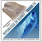 Beluga Whale (Delphinapterus leucas) - West Africa / Guinea 2021