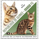 Bengal Cat - West Africa / Guinea 2021
