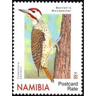Bennett's Woodpecker (Campethera bennettii) - South Africa / Namibia 2020