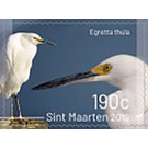 Birds of Sint Maarten - Caribbean / Sint Maarten 2019 - 190