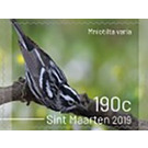 Birds of Sint Maarten - Caribbean / Sint Maarten 2019 - 190