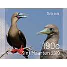 Birds of Sint Maarten - Caribbean / Sint Maarten 2019 - 190